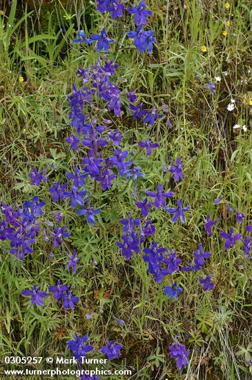 Delphinium nuttallianum