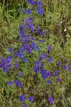 Nuttall's Larkspur