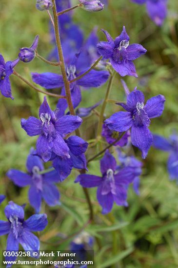 Delphinium nuttallianum