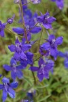 Nuttall's Larkspur blossoms