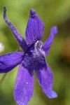 Nuttall's Larkspur blossom extreme detail