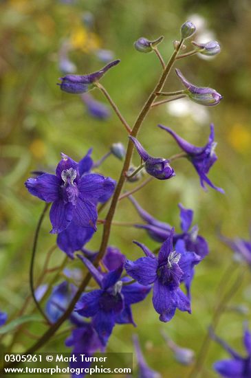 Delphinium nuttallianum