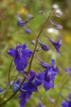 Nuttall's Larkspur blossoms