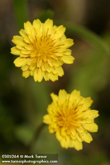 Agoseris heterophylla