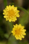 Annual Agoseris blossoms detail