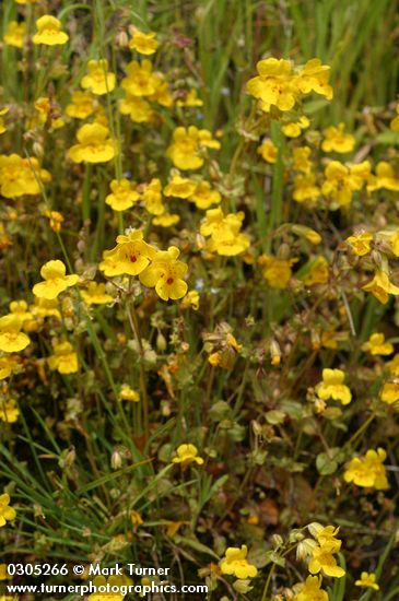 Mimulus guttatus