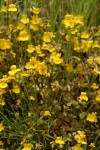 Seep-Spring Monkeyflower