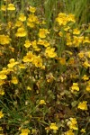 Seep-Spring Monkeyflower