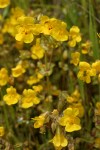 Seep-Spring Monkeyflower blossoms