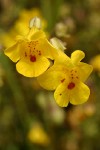 Seep-Spring Monkeyflower blossoms detail