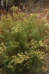 Northern Indian Parsnip (Turpentine Wavewing)