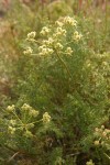 Northern Indian Parsnip (Turpentine Wavewing) blossoms & foliage