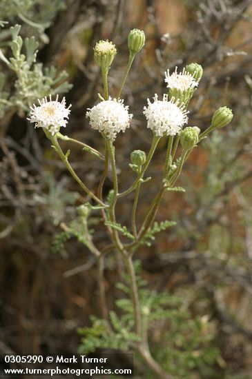 Chaenactis douglasii