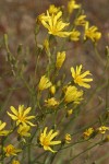 Slender Hawksbeard blossoms