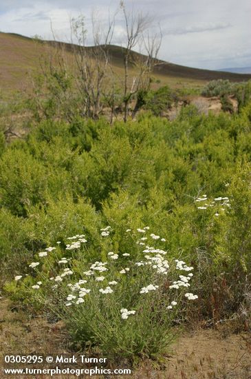 Achillea millefolium; Sarcobatus vermiculatus