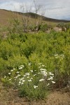 Yarrow w/ Greasewood bkgnd