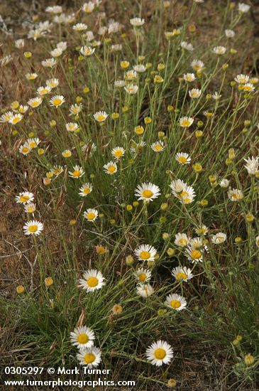 Erigeron filifolius