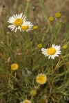 Thread-leaf Fleabane blossoms