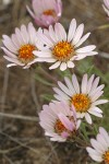 Showy Townsendia blossoms