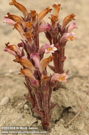 Orobanche fasciculata