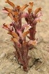 Clustered Broomrape