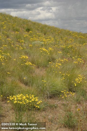 Crepis atribarba; Agropyron spicatum