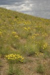 Slender Hawksbeard among Bluebunch Wheatgrass