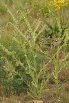 Rough Fiddleneck