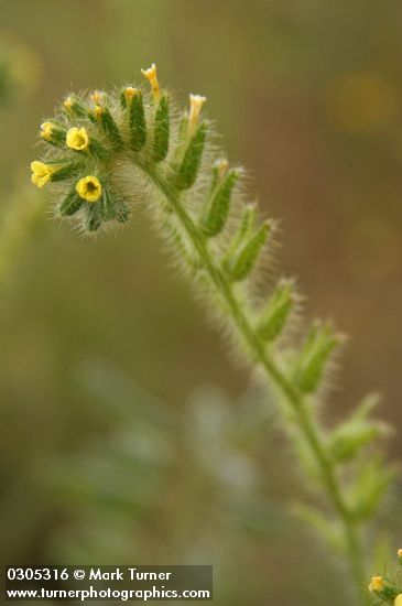 Amsinckia tessellata