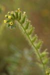 Rough Fiddleneck blossoms