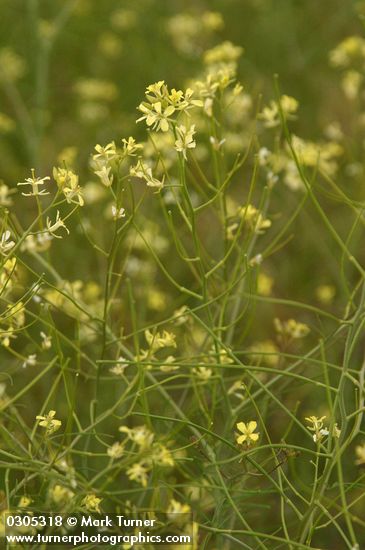 Sisymbrium altissimum