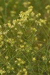 Tumbling Mustard blossoms