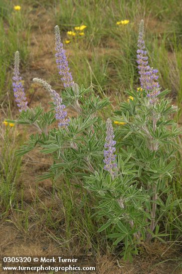 Lupinus bingenensis var. subsaccatus (L. sulphureus var. subsaccatus)