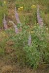 Bingen Lupine