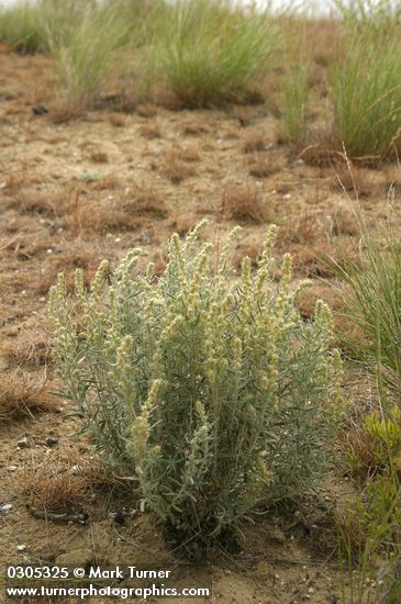 Krascheninnikovia lanata (Eurotia lanata)