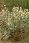 Buckwheat Milk-vetch