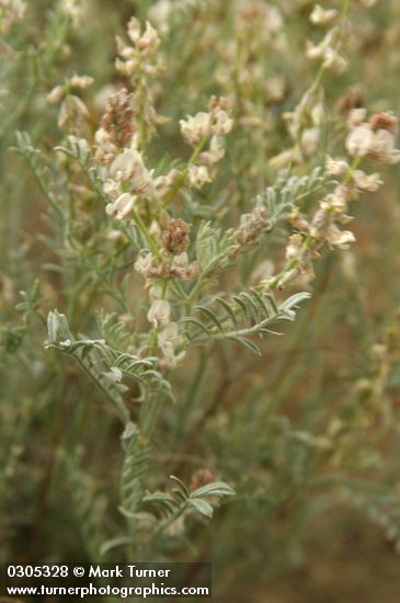 Astragalus caricinus