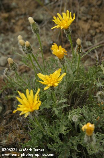 Crepis modocensis