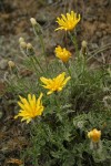 Low Hawksbeard