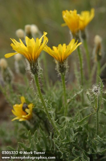 Crepis modocensis