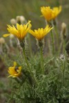 Low Hawksbeard