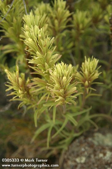 Castilleja thompsonii