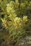 Thompson's Paintbrush