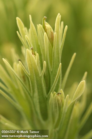 Castilleja thompsonii