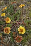 Rosy Balsamroot