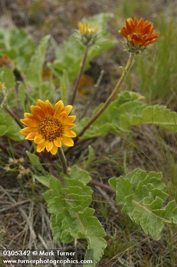 Balsamorhiza rosea