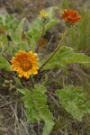 Rosy Balsamroot blossoms & foliage