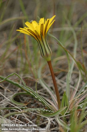 Nothocalais troximoides (Microseris troximoides)