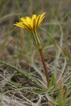 False Agoseris blossom & foliage detail