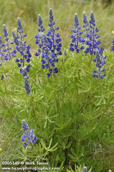 Lupinus bingenensis var. subsaccatus (L. sulphureus var. subsaccatus)